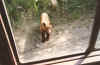 Bear 2.jpg (353291 bytes)